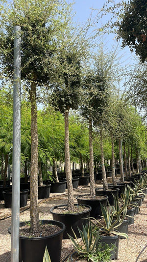 QUERCUS S. SUBER Sughera, Quercia da sughero