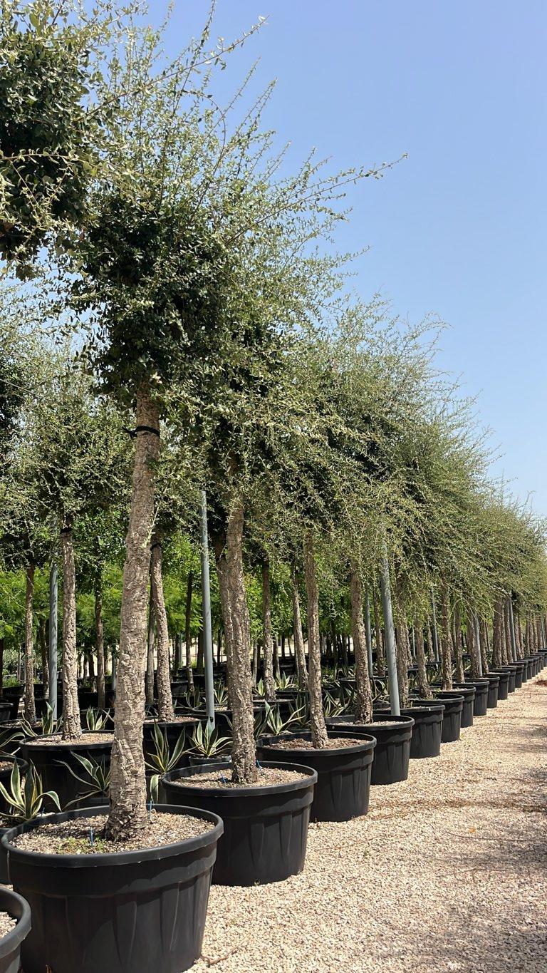 QUERCUS S. SUBER Sughera, Quercia da sughero