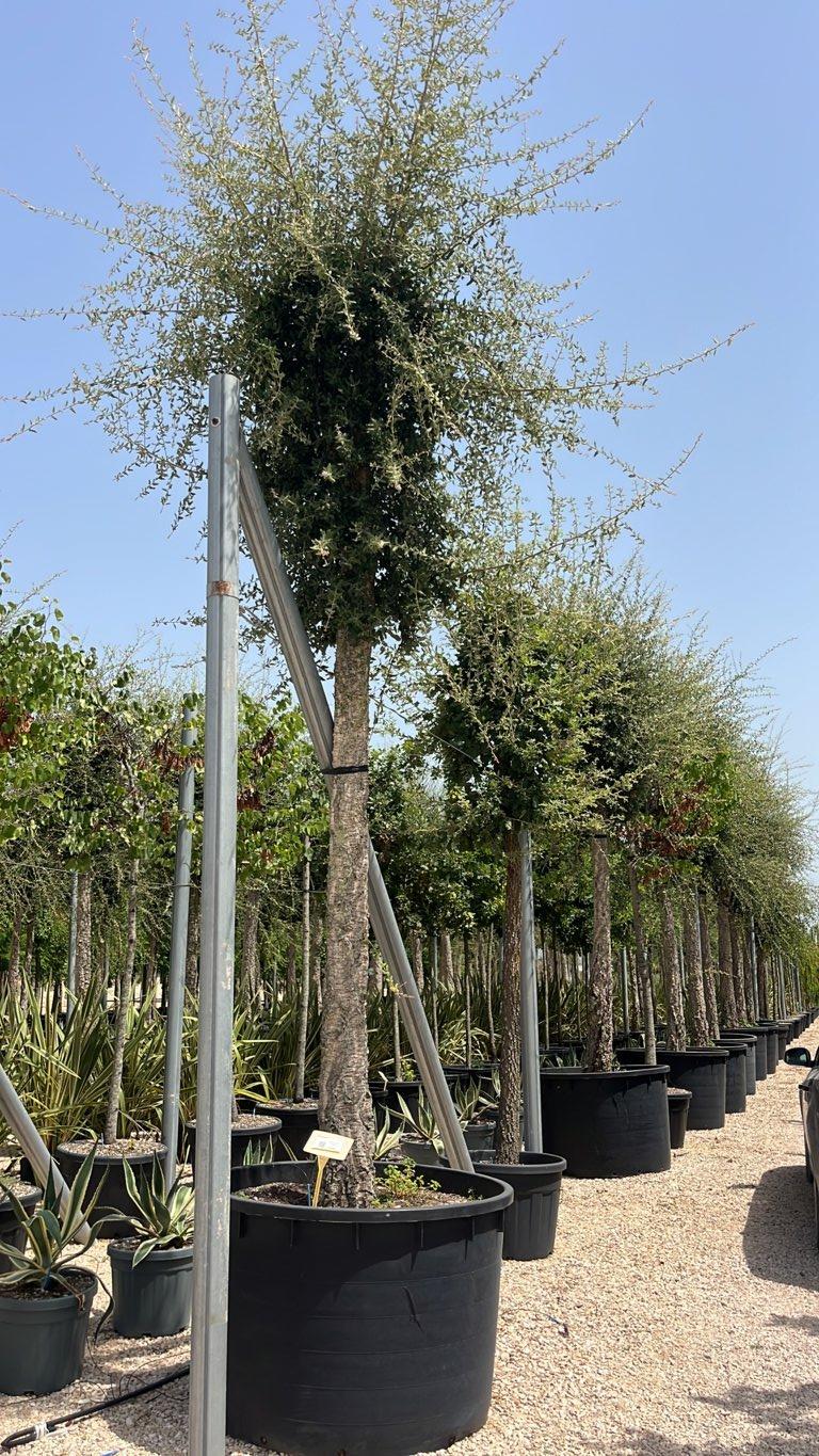 QUERCUS S. SUBER Sughera, Quercia da sughero