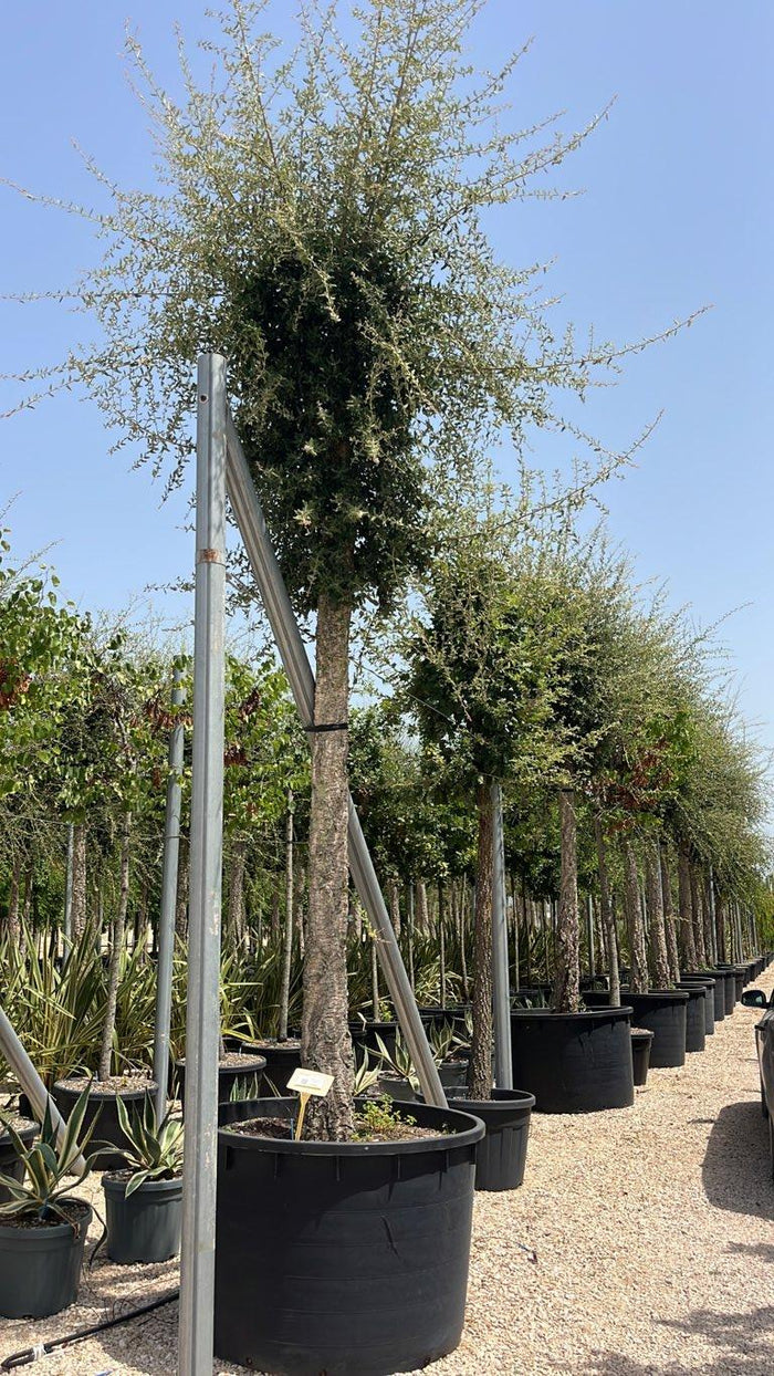 QUERCUS S. SUBER Sughera, Quercia da sughero
