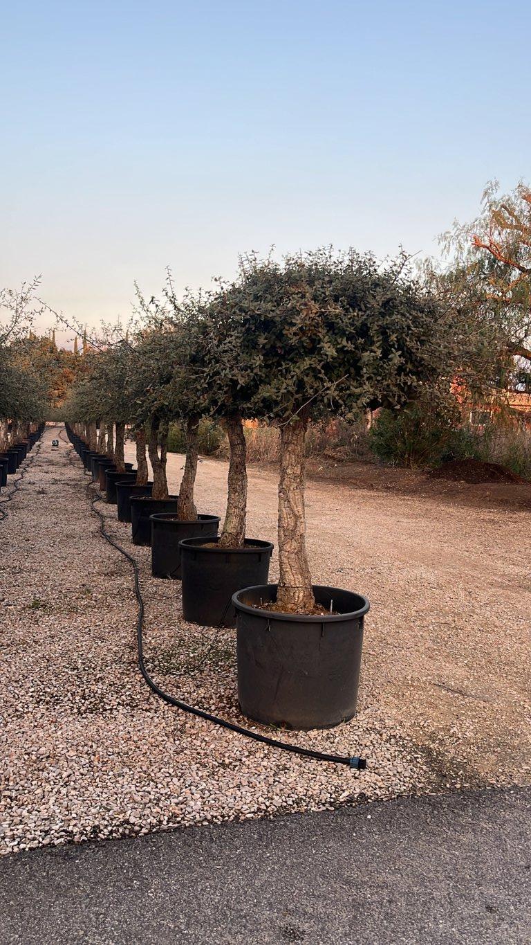 QUERCUS S. SUBER Sughera, Quercia da sughero