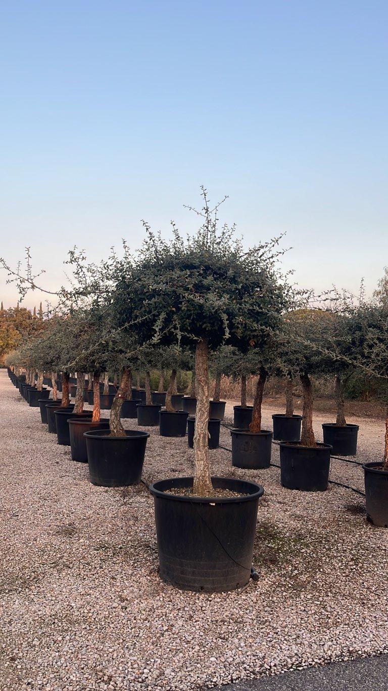 QUERCUS S. SUBER Sughera, Quercia da sughero