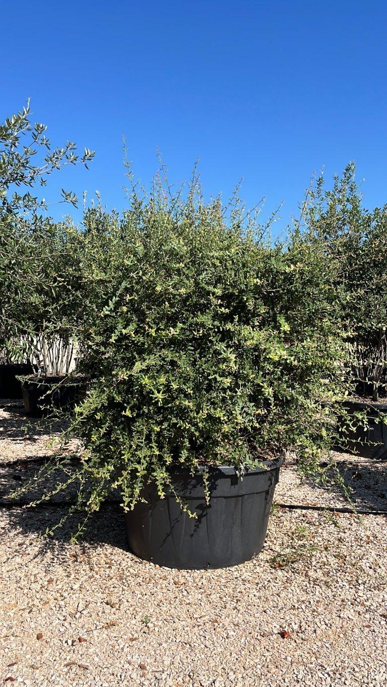 QUERCUS S. SUBER Sughera, Quercia da sughero