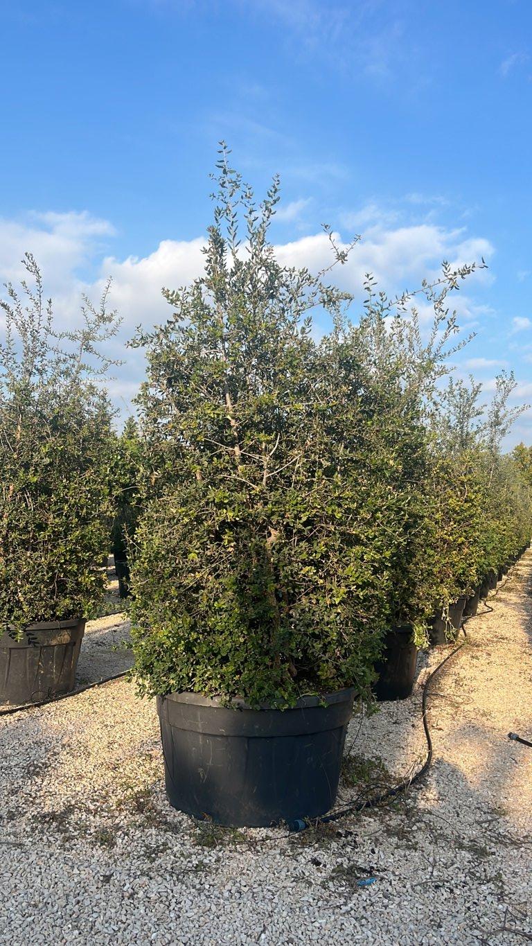 QUERCUS S. SUBER Sughera, Quercia da sughero