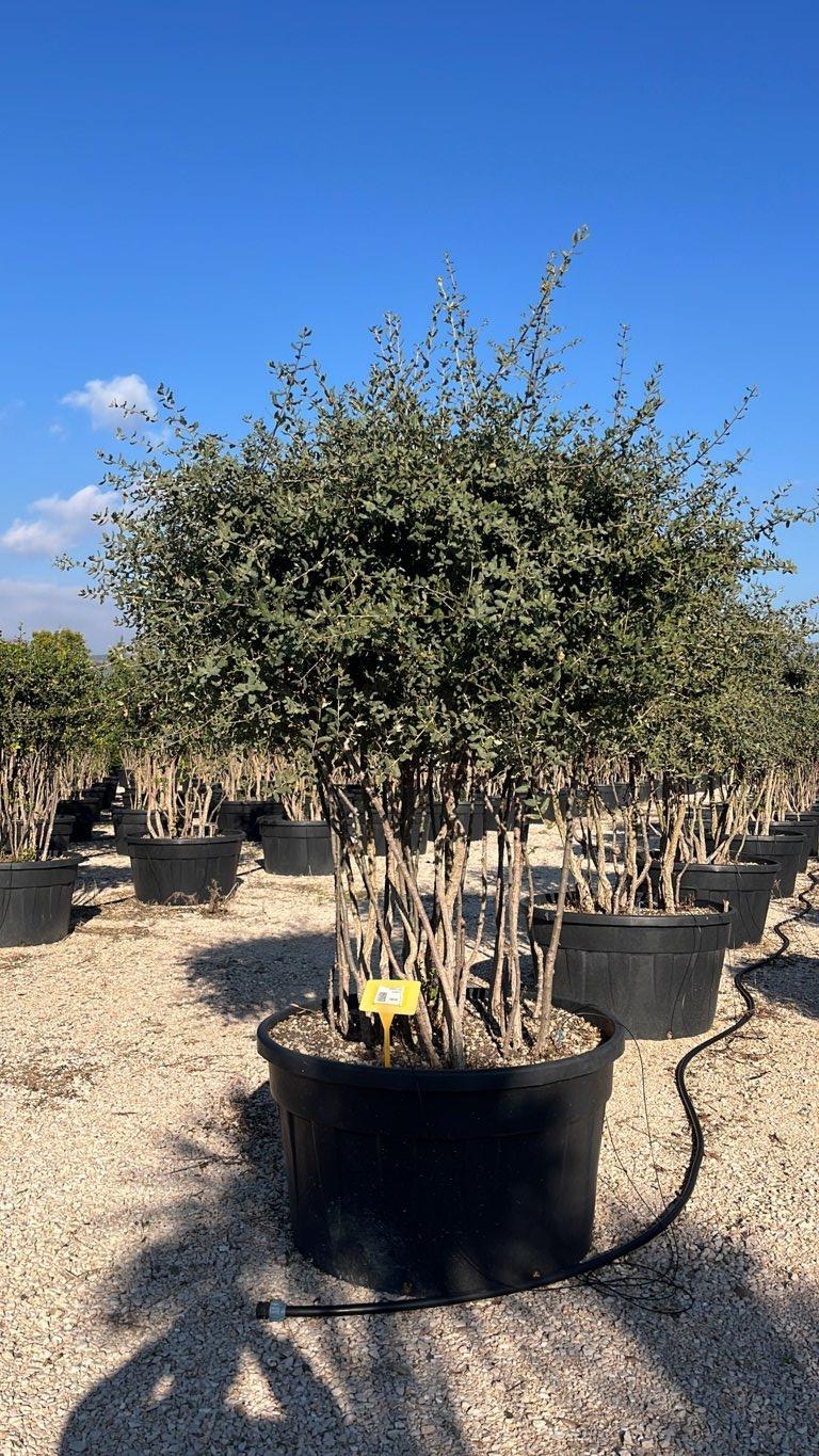 QUERCUS S. SUBER Sughera, Quercia da sughero