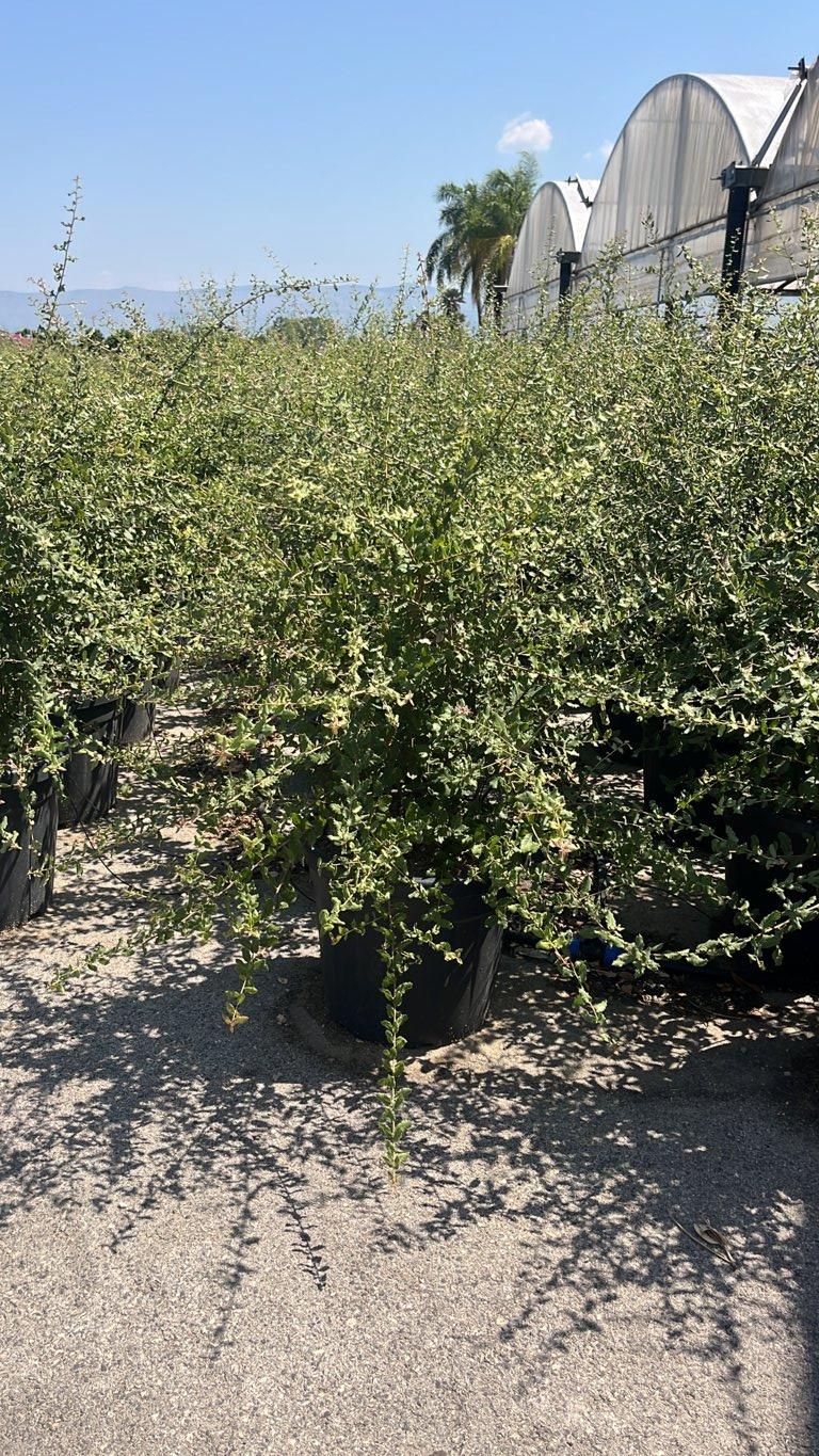 QUERCUS S. SUBER Sughera, Quercia da sughero