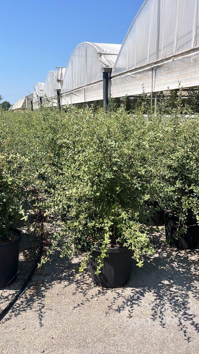 QUERCUS S. SUBER Sughera, Quercia da sughero
