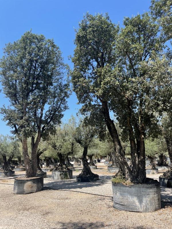 QUERCUS S. SUBER Sughera, Quercia da sughero