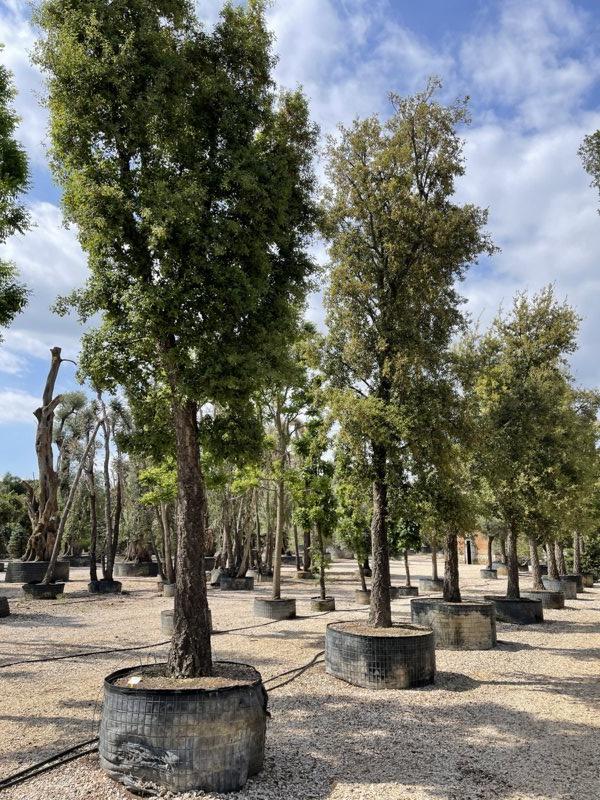 QUERCUS S. SUBER Sughera, Quercia da sughero