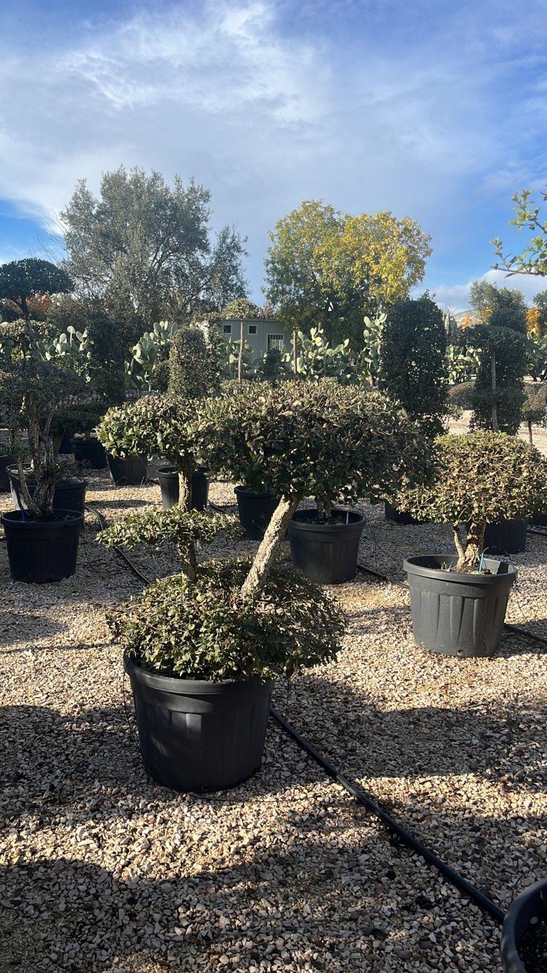 QUERCUS S. SUBER Sughera, Quercia da sughero