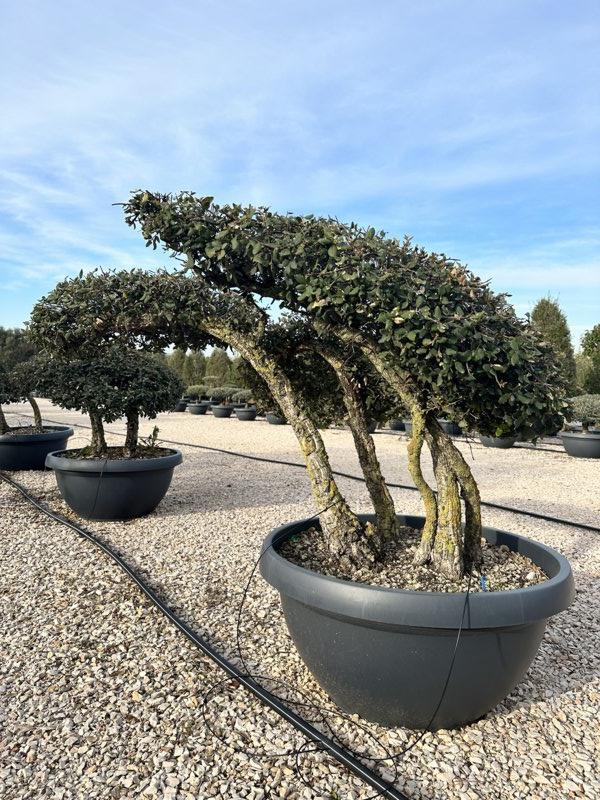 QUERCUS S. SUBER Sughera, Quercia da sughero