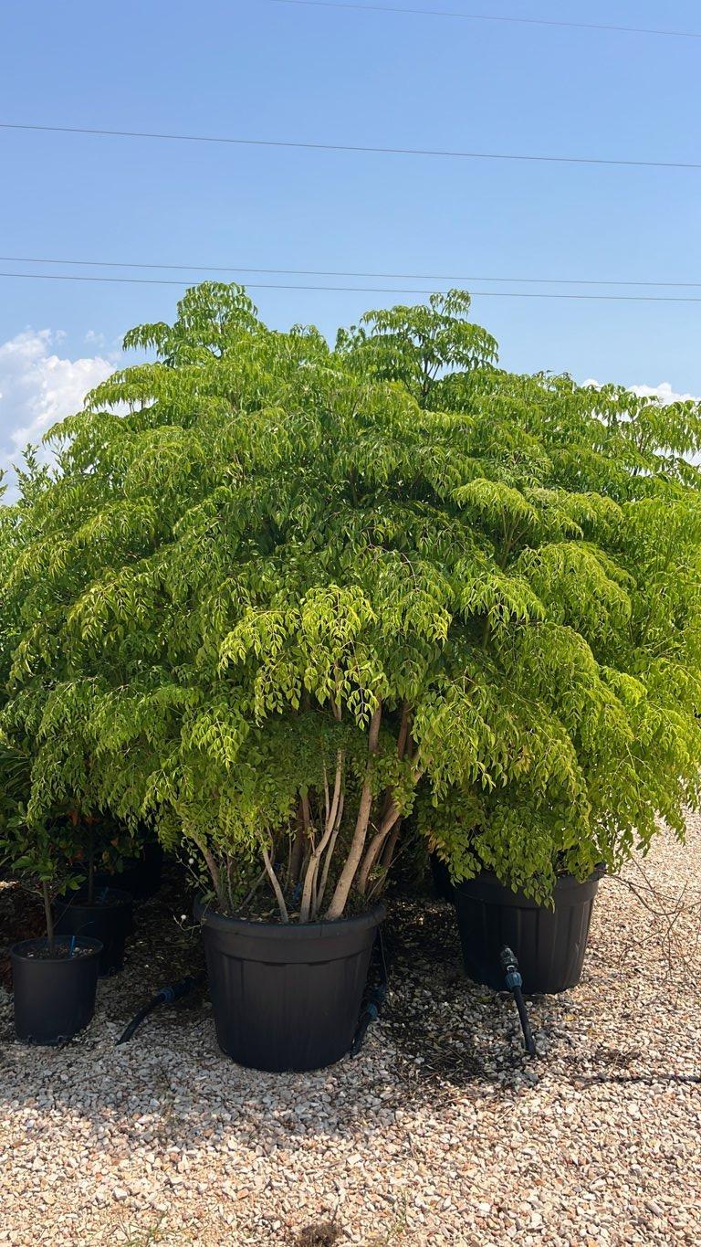 RADERMACHERA SINICA Albero serpente, Radermachera cinese