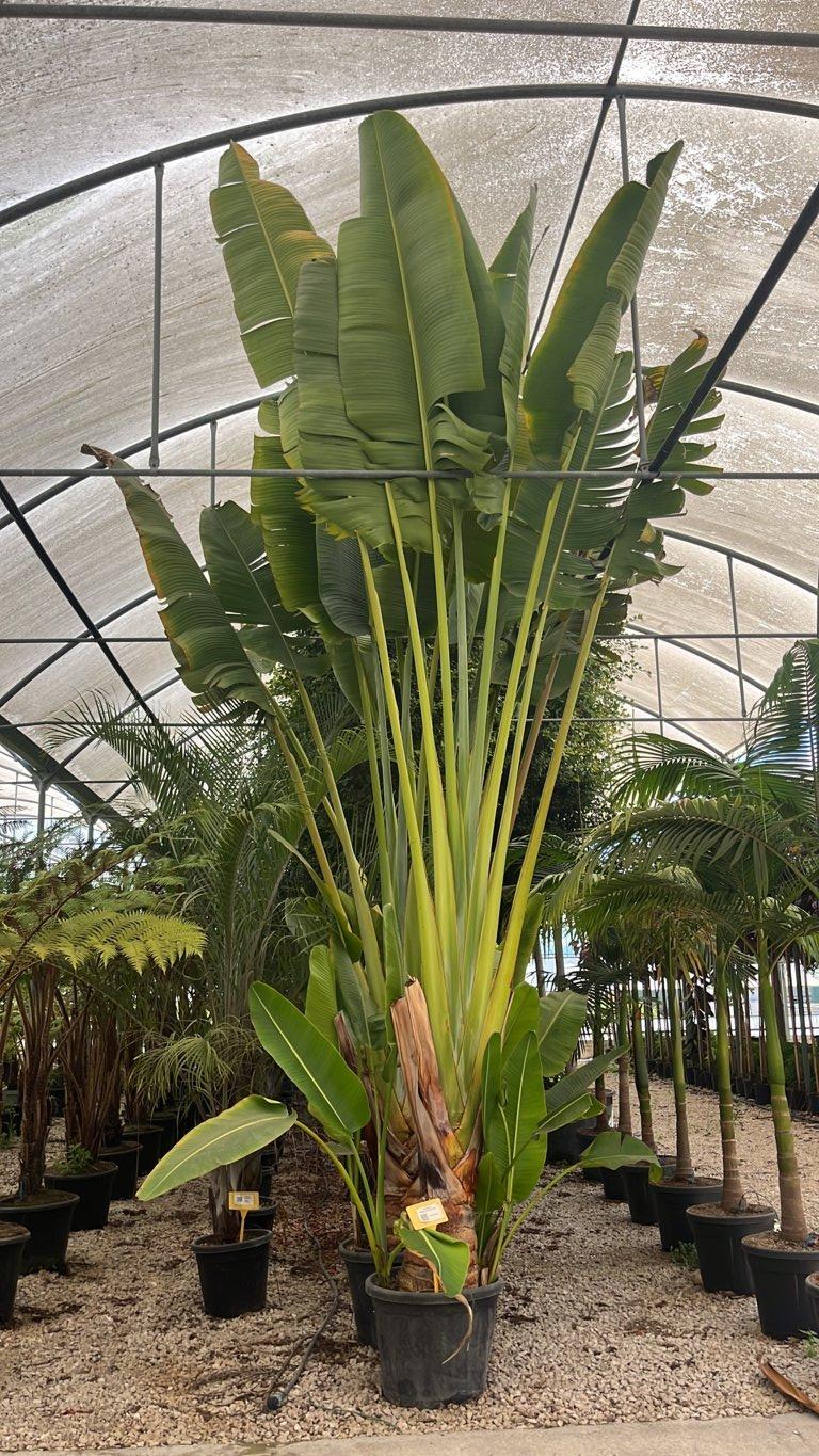 RAVENALA MADAGASCARIENSIS Albero del viaggiatore, Palma del viaggiatore