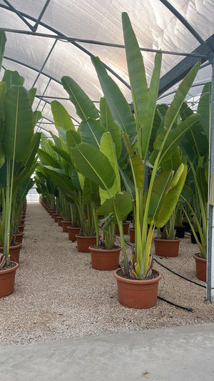 RAVENALA MADAGASCARIENSIS Albero del viaggiatore, Palma del viaggiatore