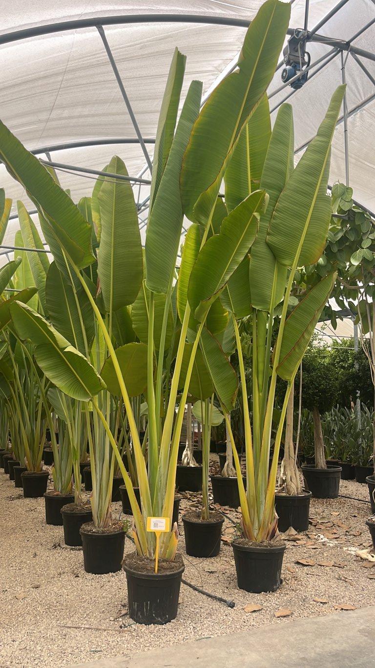 RAVENALA MADAGASCARIENSIS Albero del viaggiatore, Palma del viaggiatore