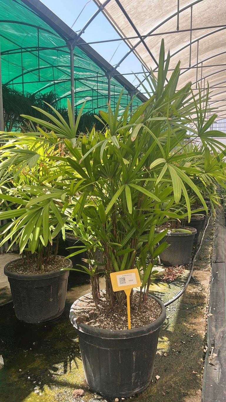 RHAFIS EXCELSA palma cinese , Rafis