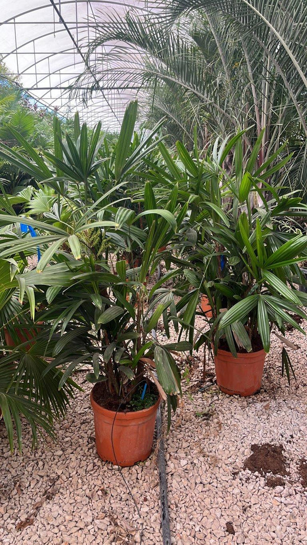 RHAFIS EXCELSA palma cinese , Rafis