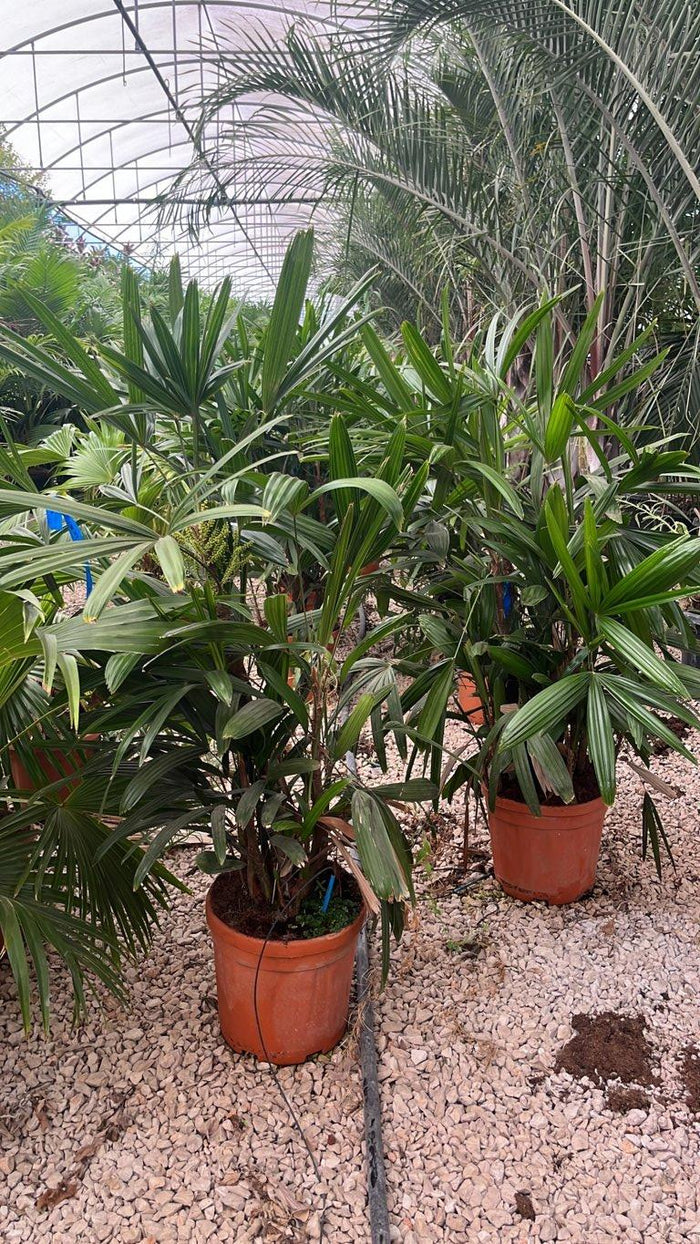 RHAFIS EXCELSA palma cinese , Rafis