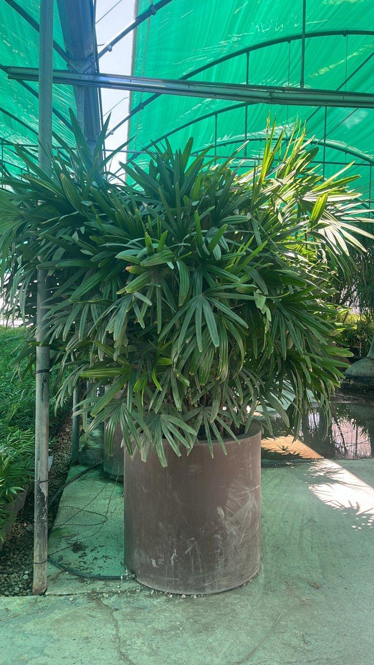 RHAFIS EXCELSA palma cinese , Rafis