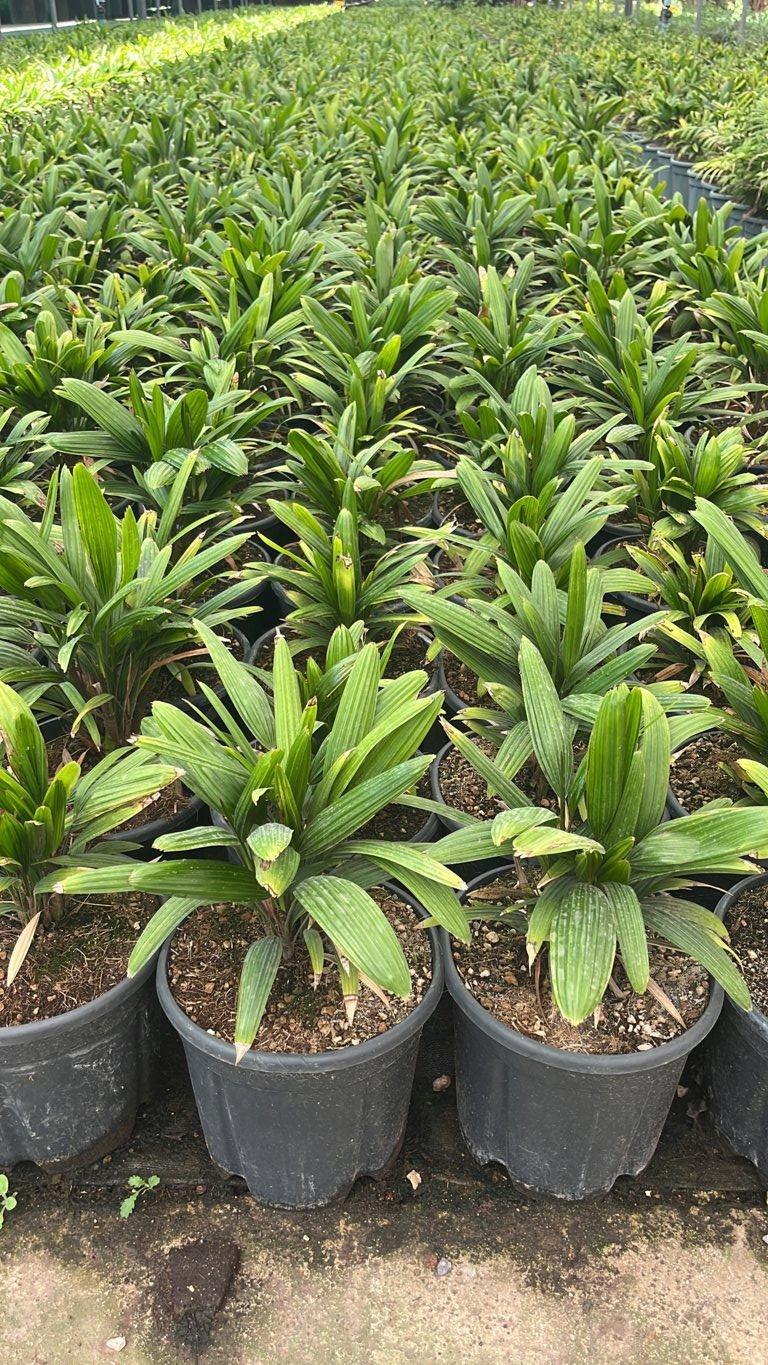 RHAFIS EXCELSA palma cinese , Rafis