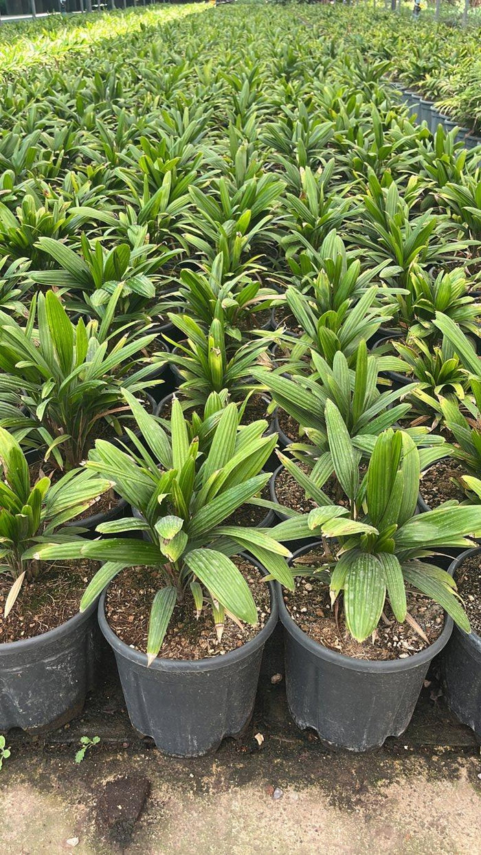 RHAFIS EXCELSA palma cinese , Rafis