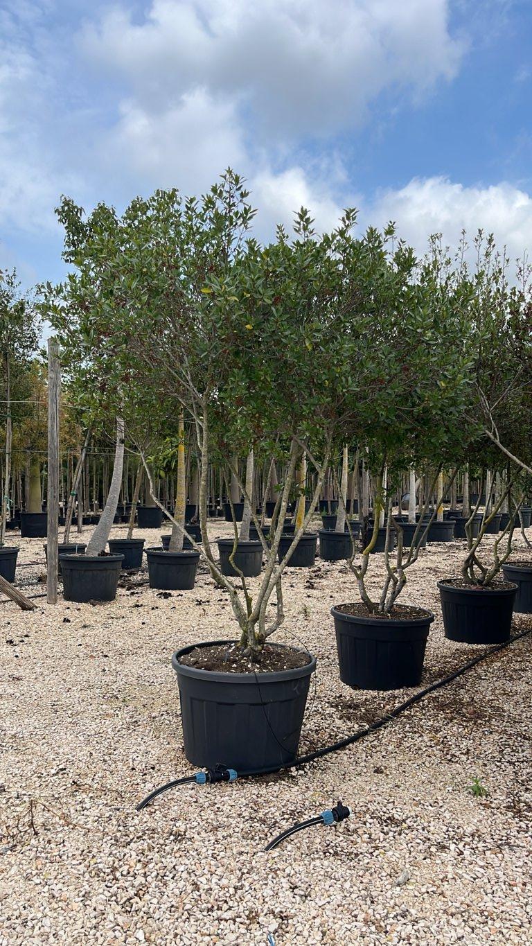 RHAMNUS ALATERNUS Alaterno