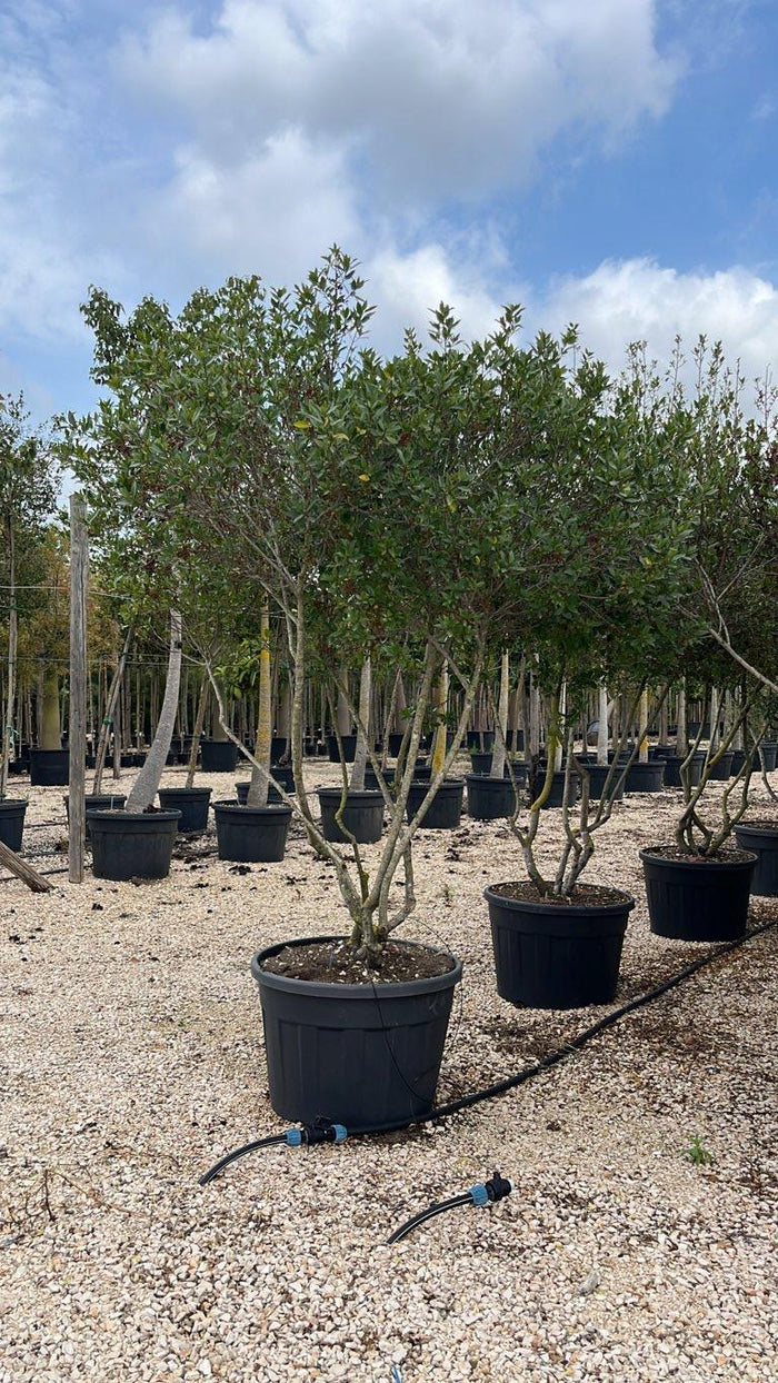 RHAMNUS ALATERNUS Alaterno