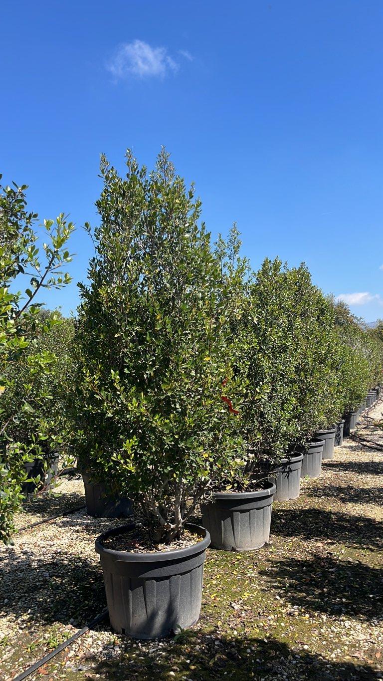 RHAMNUS ALATERNUS Alaterno