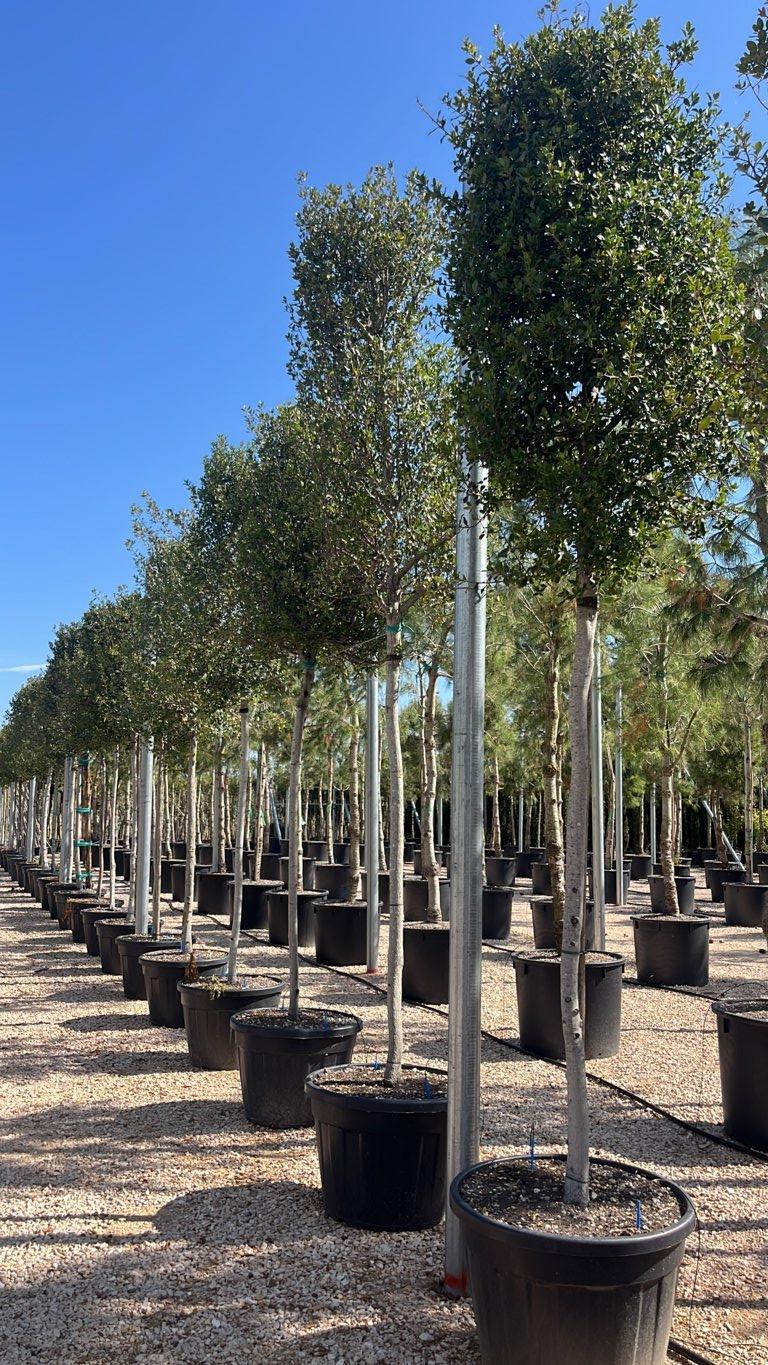 RHAMNUS ALATERNUS Alaterno
