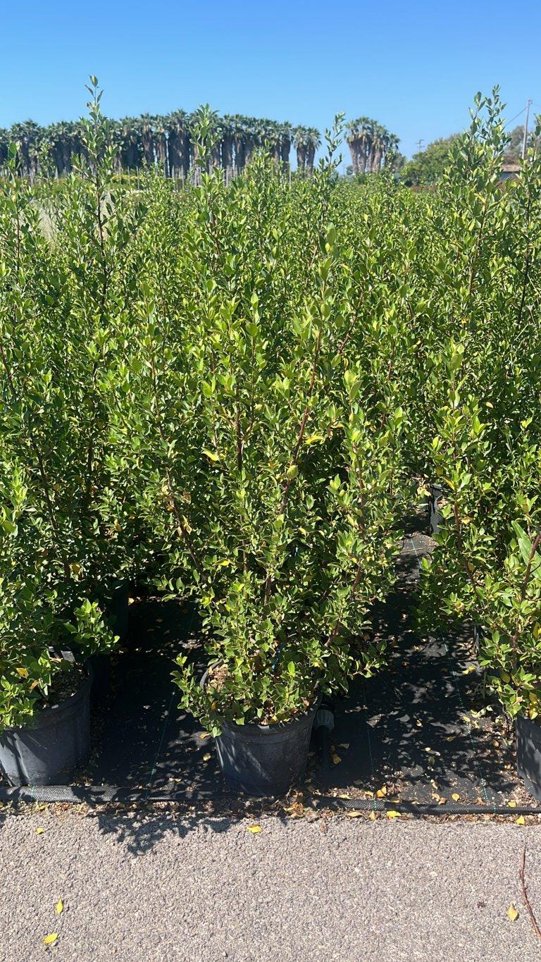 RHAMNUS ALATERNUS Alaterno