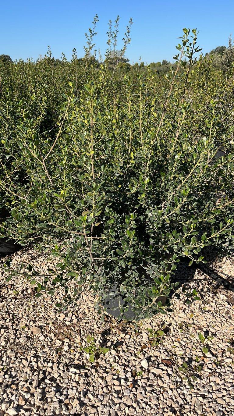 RHAMNUS ALATERNUS Alaterno
