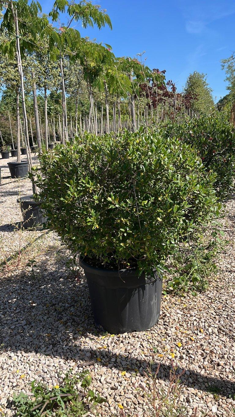 RHAMNUS ALATERNUS Alaterno