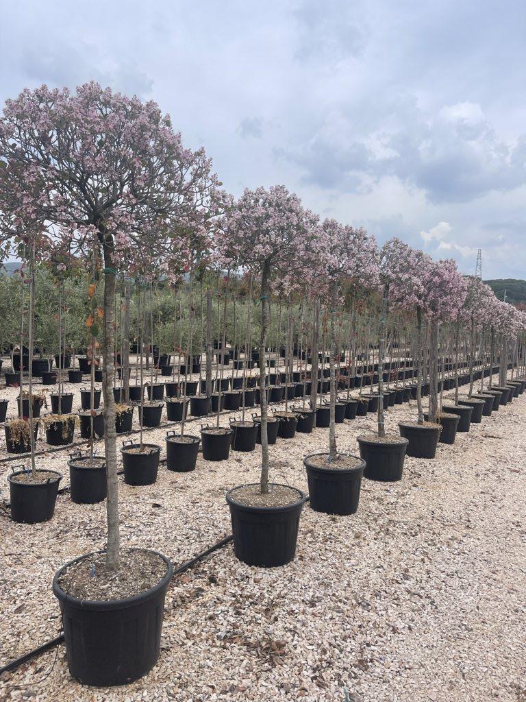 RHAPHIOLEPIS INDICA SPRING TIME Rafiolefis