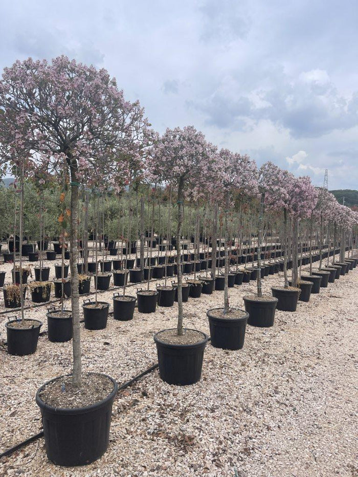 RHAPHIOLEPIS INDICA SPRING TIME Rafiolefis