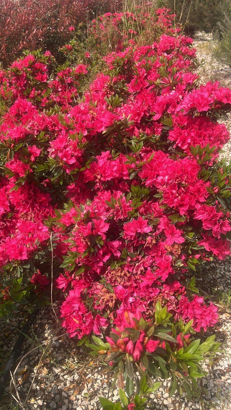 RHODODENDRON INDICA SOUTHERN CHARMS azalea