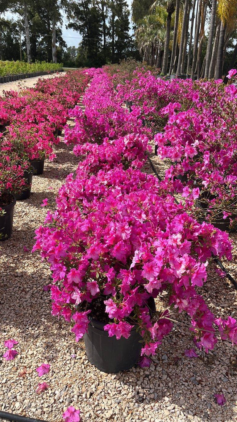 RHODODENDRON JAPONICA PHONICEA azalea