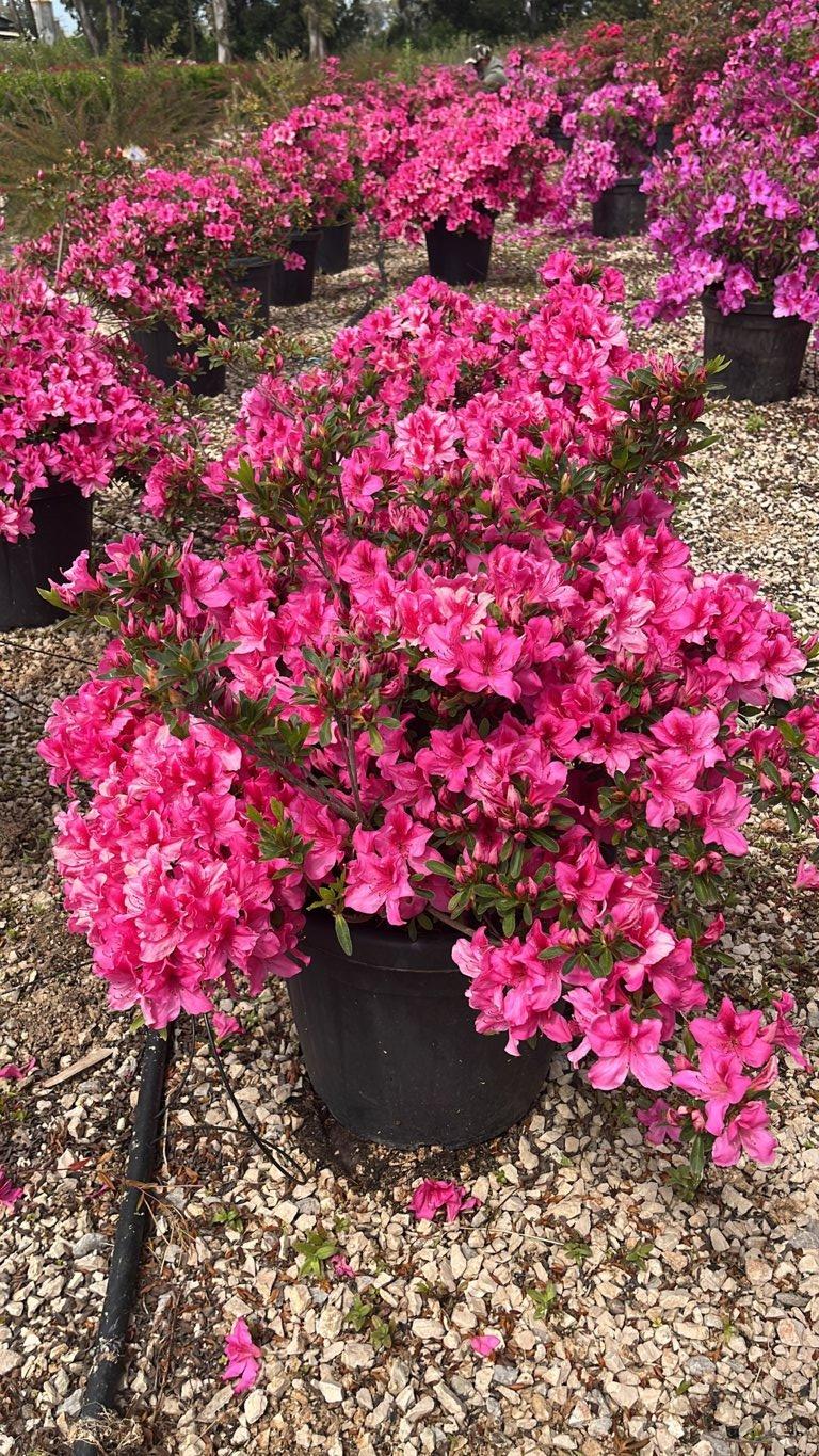 RHODODENDRON JAPONICA PRIDE OF DORKING azalea