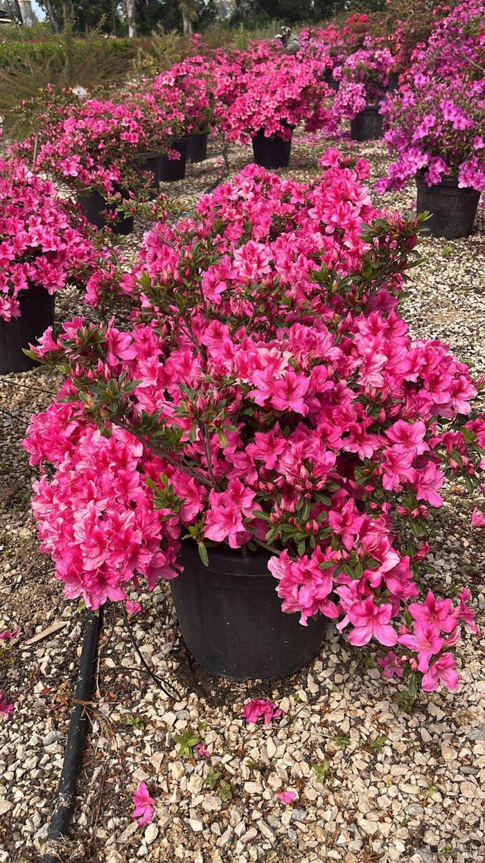RHODODENDRON JAPONICA PRIDE OF DORKING azalea