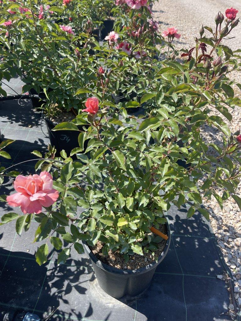 ROSA BOTTICELLI Rosa