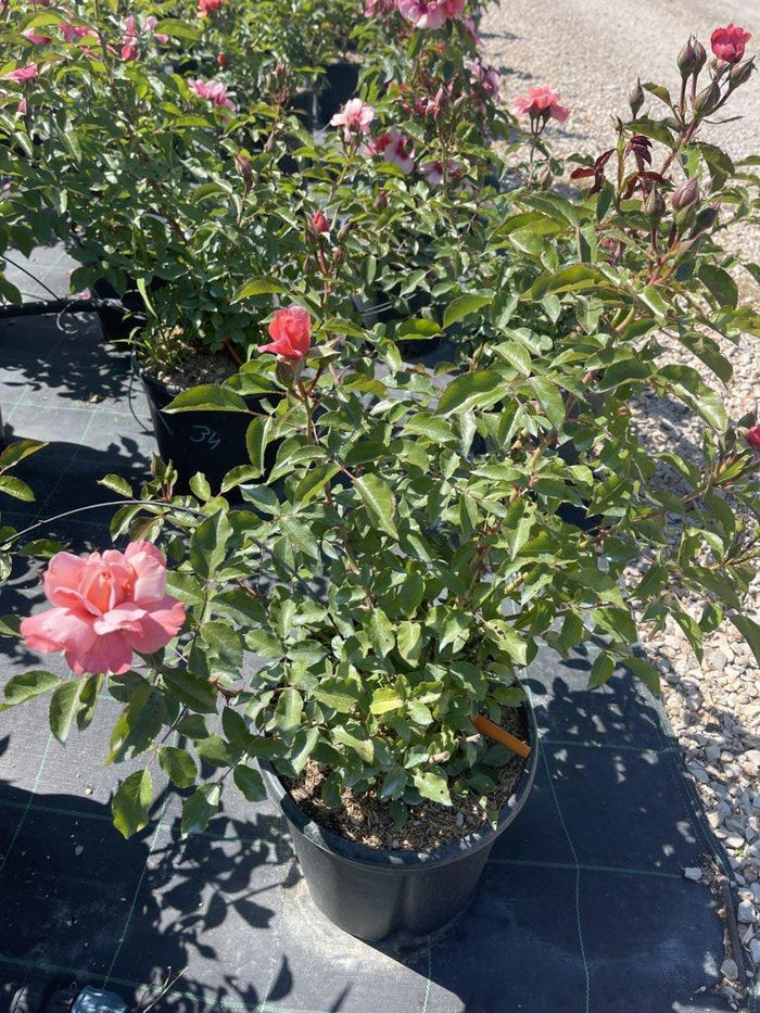 ROSA BOTTICELLI Rosa