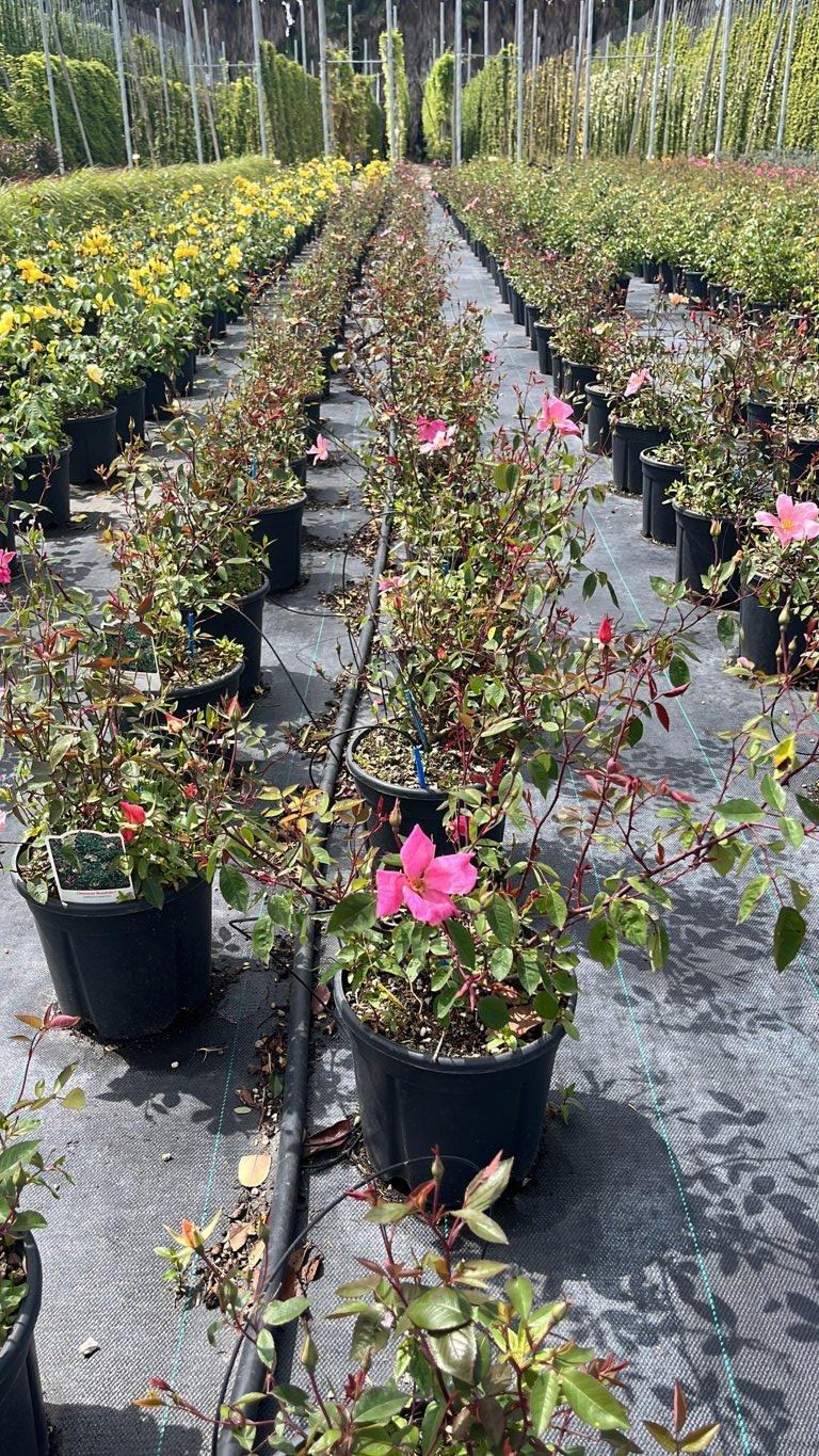 ROSA CHINENSIS MULABILIS Rosa