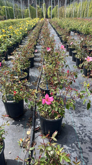 ROSA CHINENSIS MULABILIS Rosa