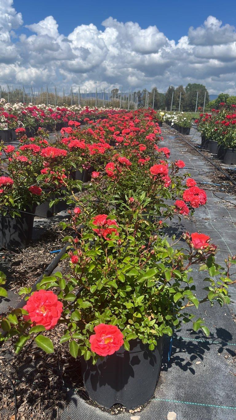 ROSA CORAL DRIFT Rosa