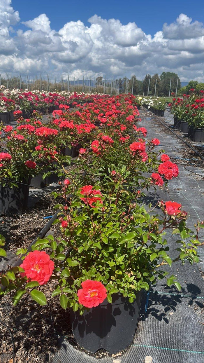 ROSA CORAL DRIFT Rosa