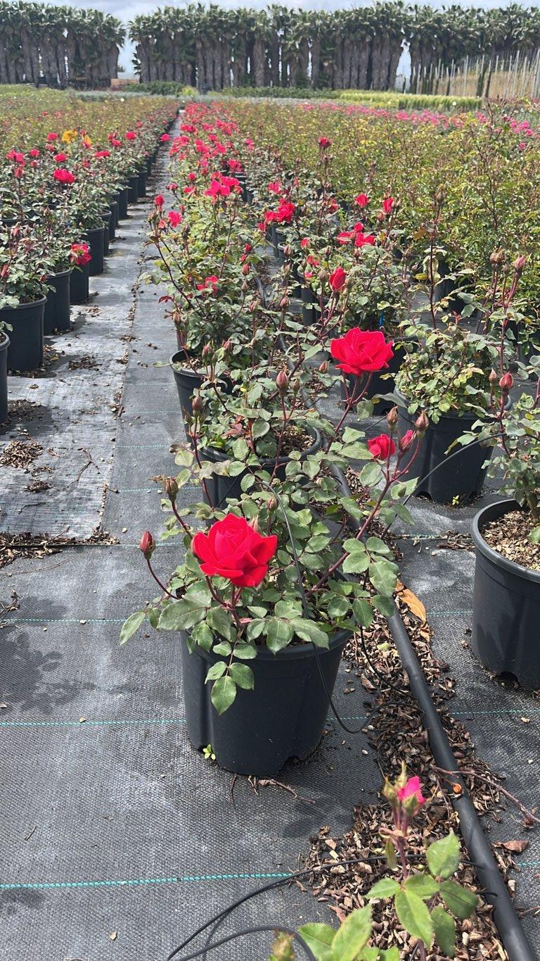 ROSA DOUBLE KNOCKOUT Rosa