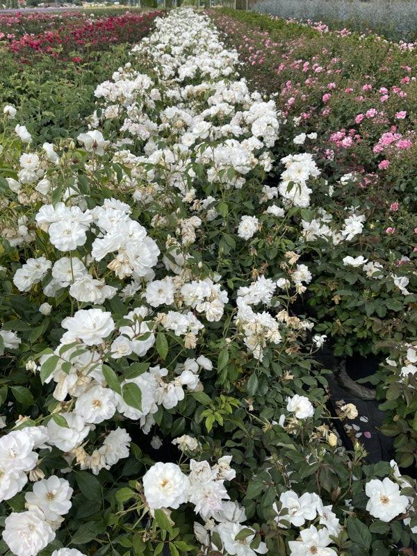ROSA ICEBERG Rosa