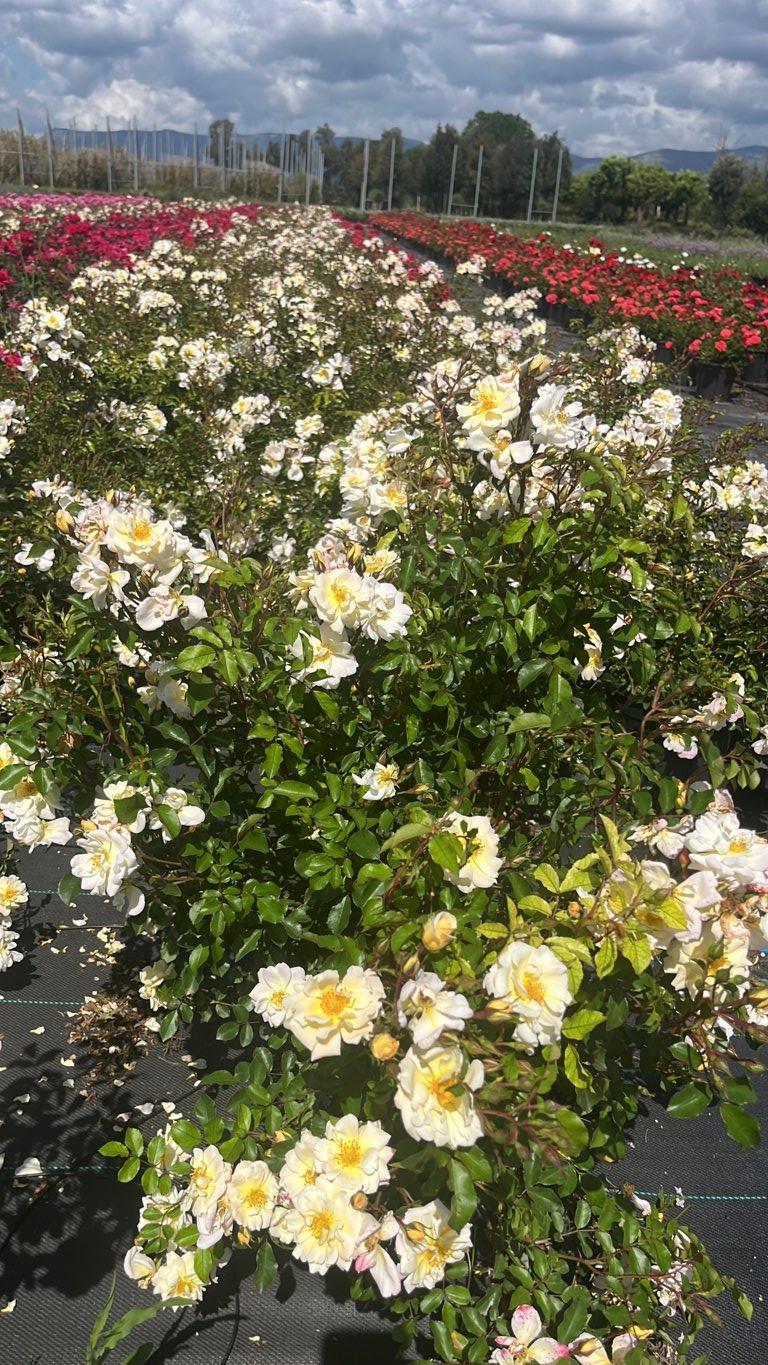 ROSA IVORY DRIFT Rosa