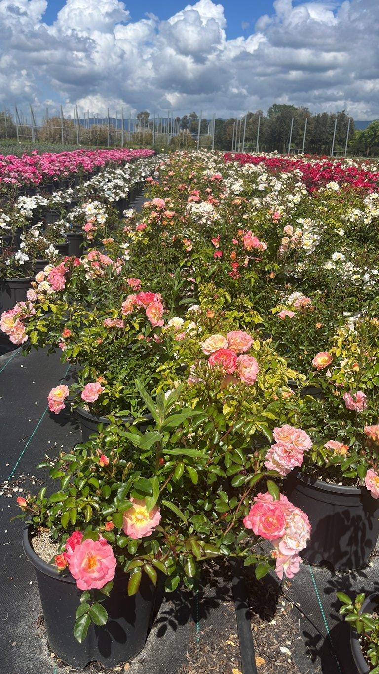 ROSA PEACH DRIFT Rosa
