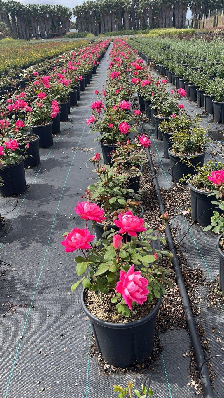 ROSA PINK DOUBLE KNOCK OUT