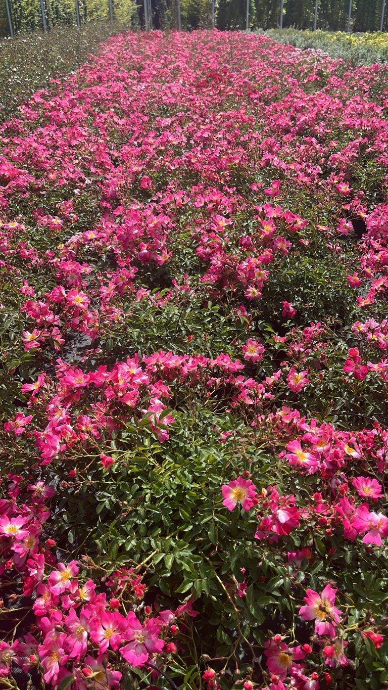 ROSA PINK DRIFT Rosa